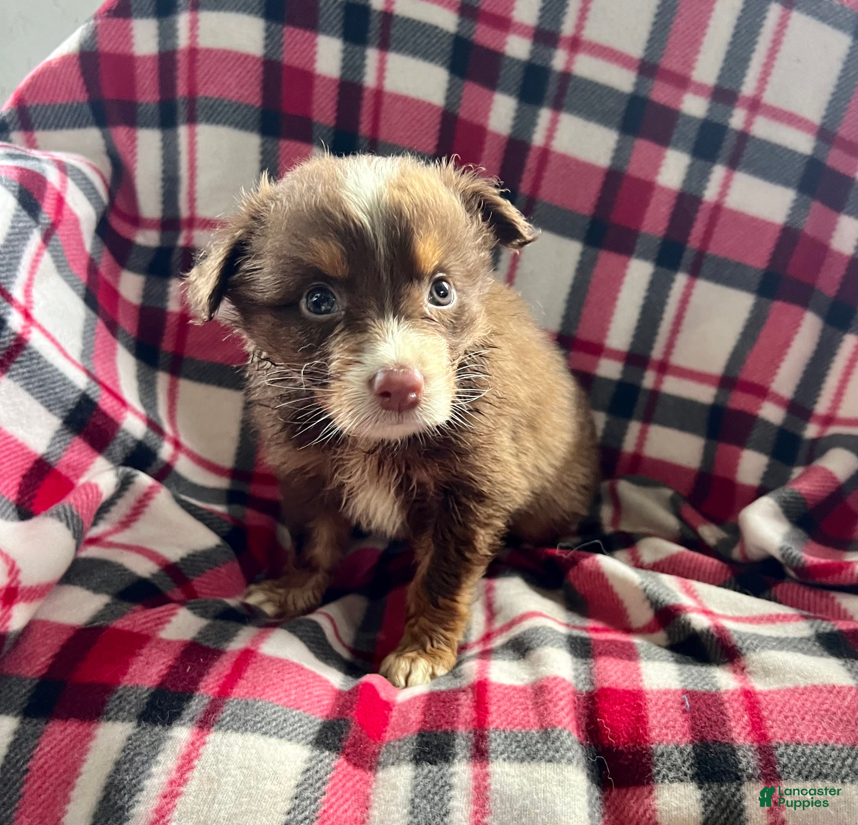 Australian Shepherd dogs April May Girl Australian Shepherd  - Ad 2