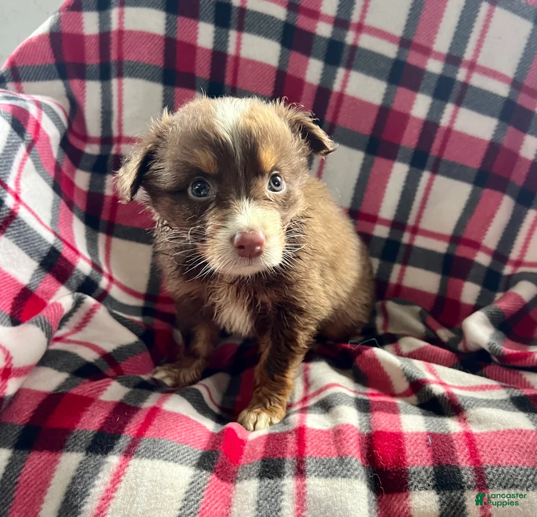Australian Shepherd dogs for sale: April May Girl Australian Shepherd  - Ad 2