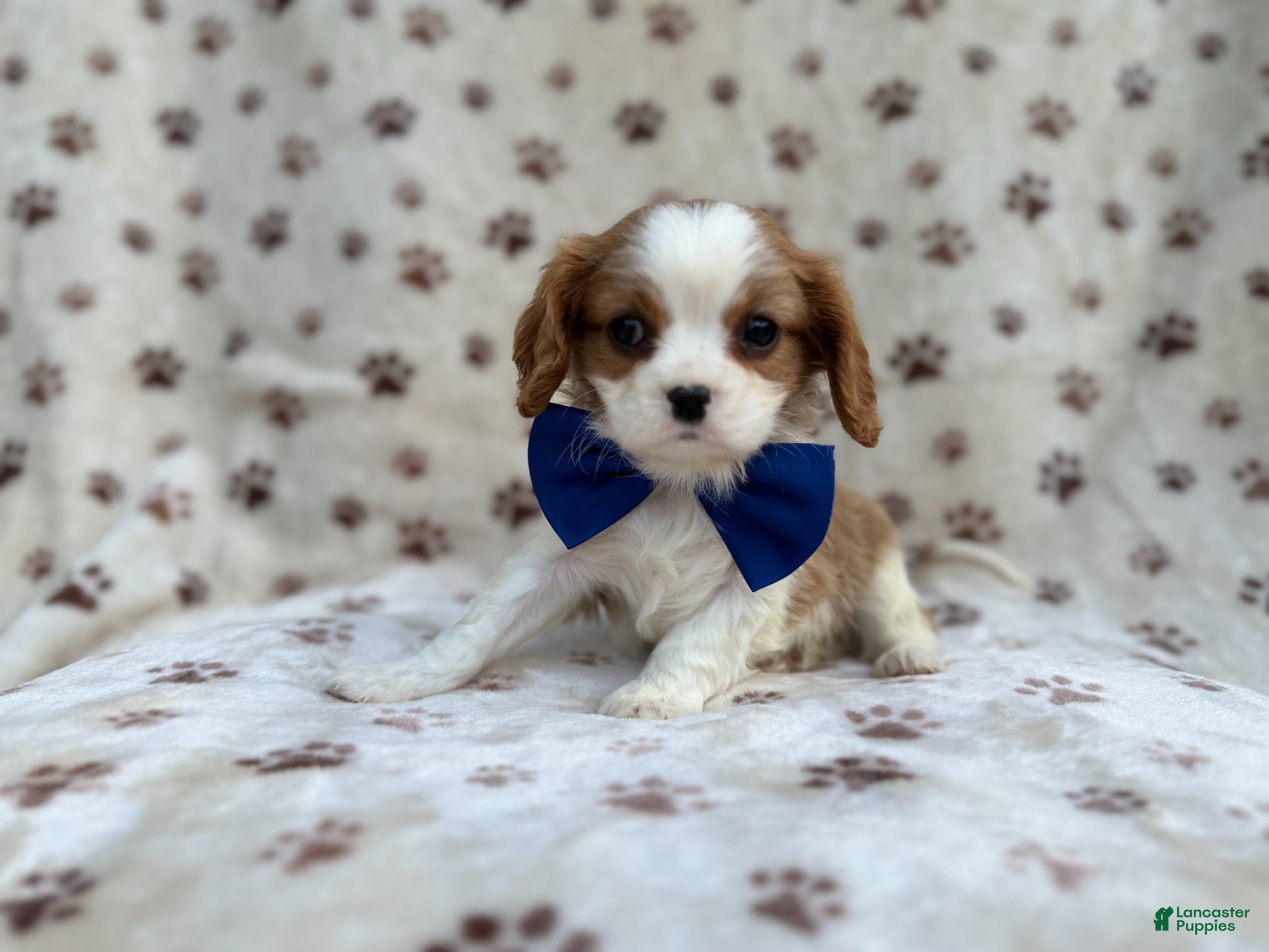 Cavalier King Charles Spaniel dogs Owen - Ad 5