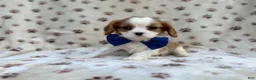Cavalier King Charles Spaniel dogs for sale: Owen - Ad 1