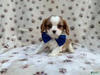 Cavalier King Charles Spaniel dogs Owen - Ad 17