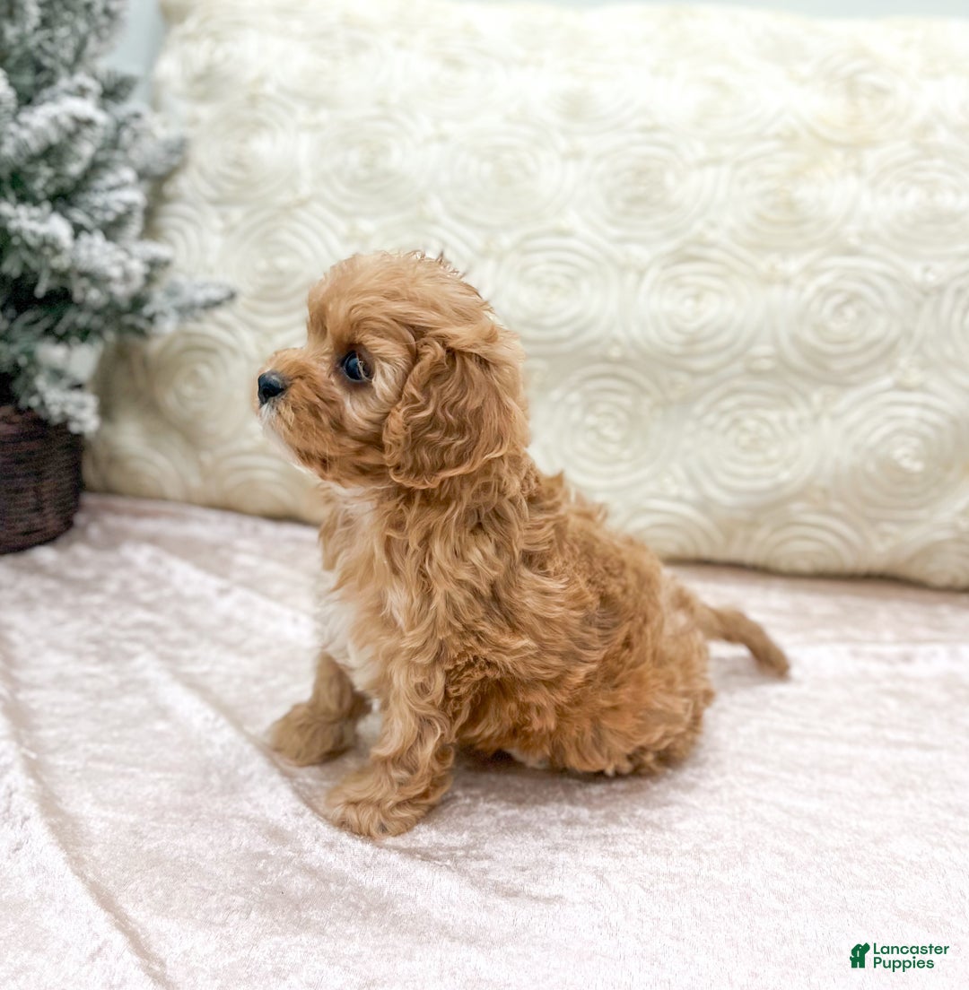 Cavapoo dogs for sale: Piper - Ad 4