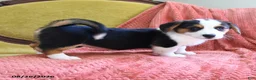 Welsh Corgi Pembroke dogs for sale: Bethany - Ad 5