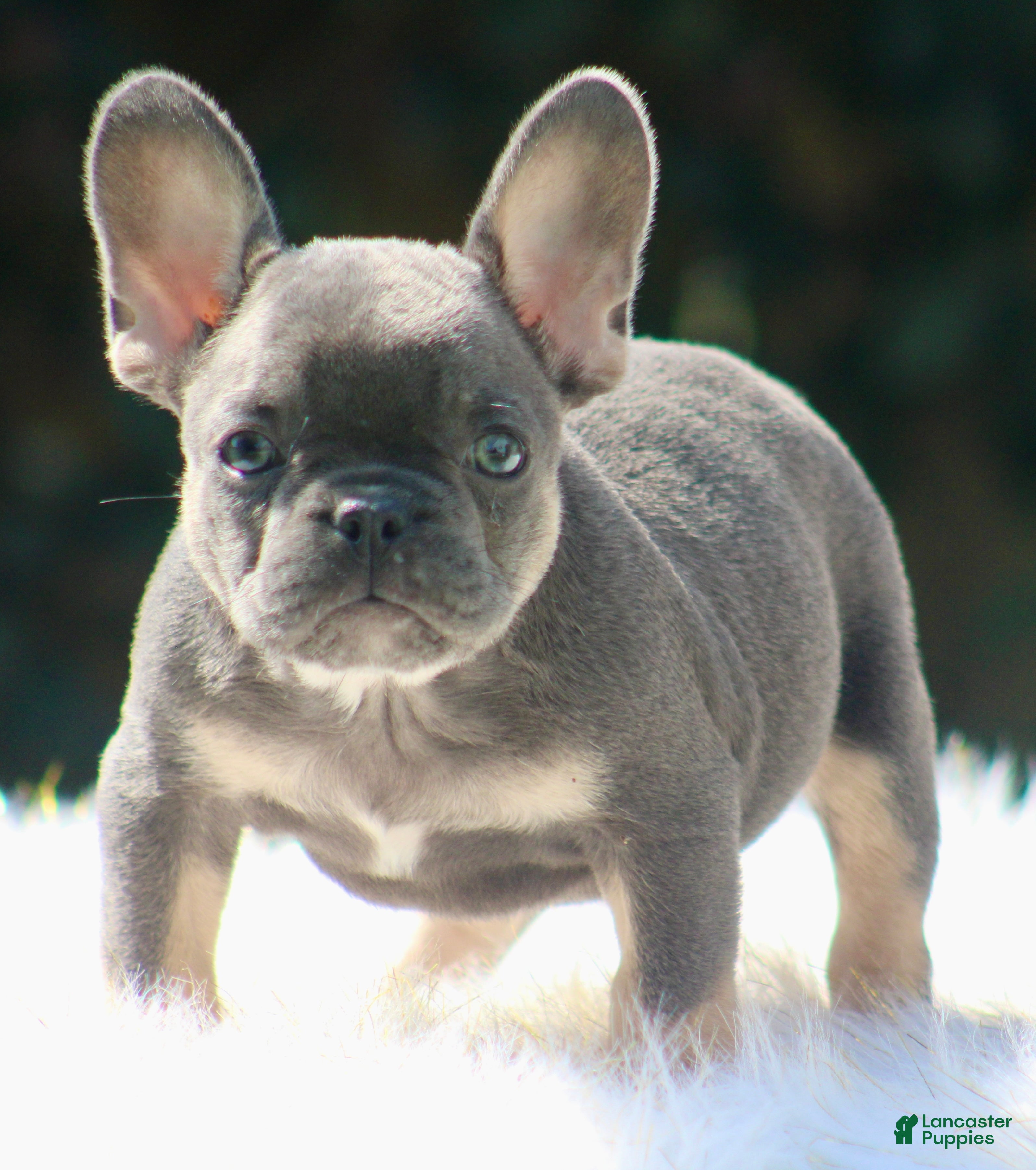 French Bulldog dogs Freddie  - Ad 2
