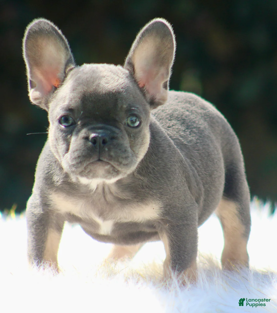 French Bulldog dogs for sale: Freddie  - Ad 2