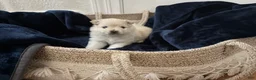 Pomeranian dogs for sale: Lurex  - Ad 9