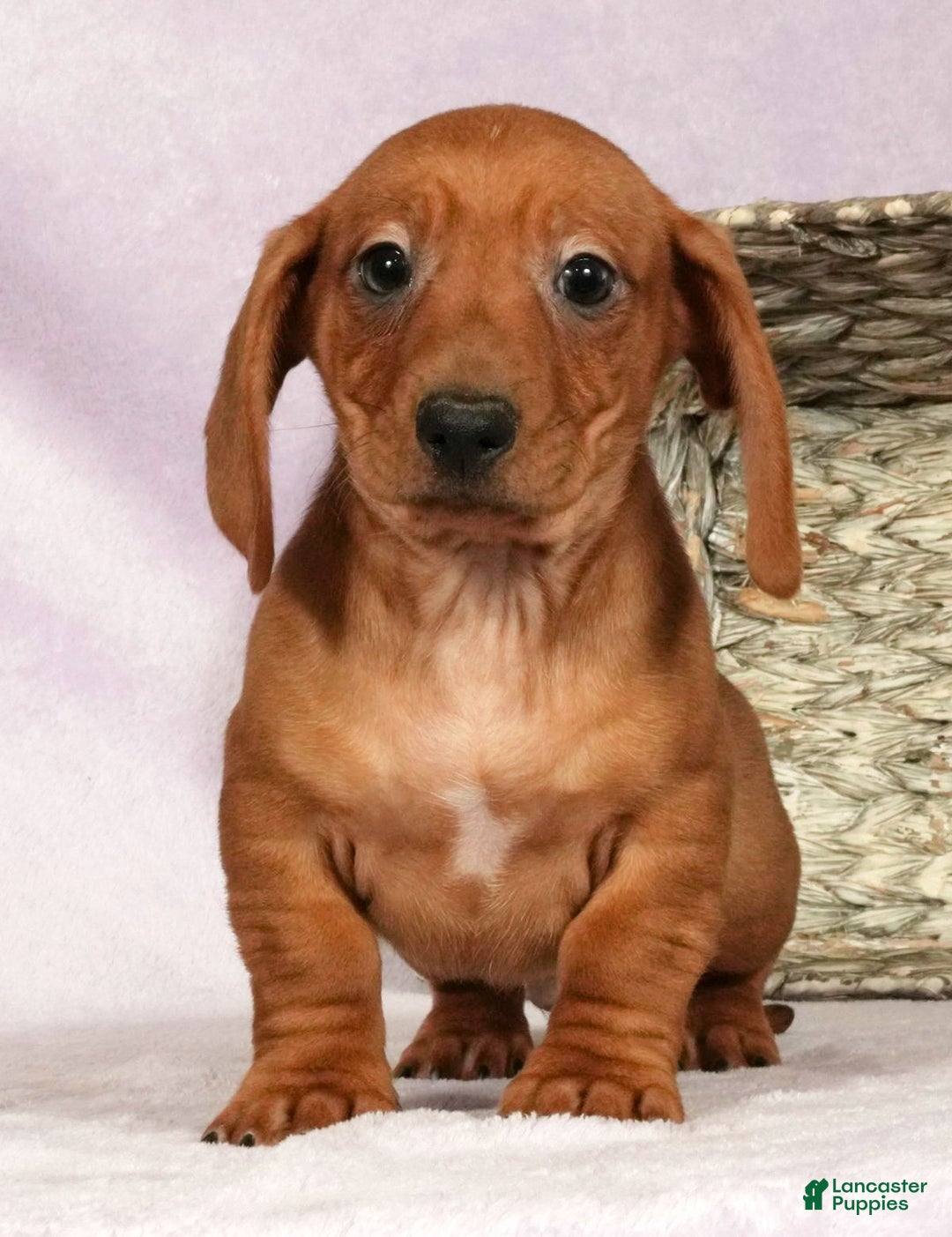 Miniature Dachshund dogs for sale: Simon - Ad 2