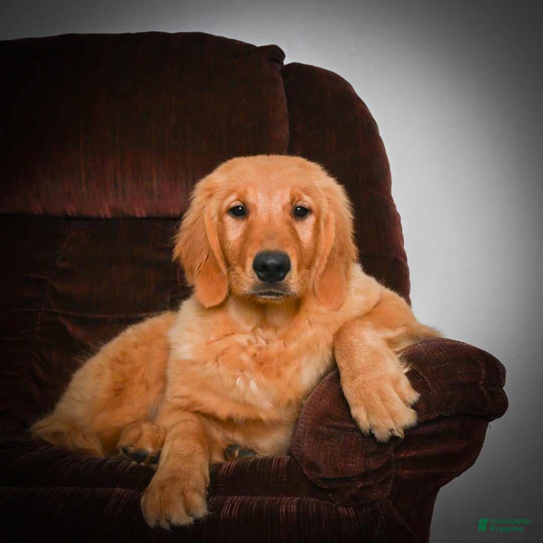 Golden Retriever dogs for sale: Golden Retriever litter of 5 puppies - Ad 9