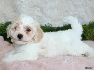 Bichpoo dogs Bichpoo Girl 2 - Ad 2