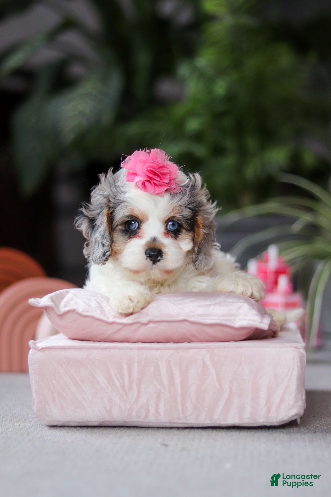 Cavapoo dogs for sale: Ayla - Ad 6