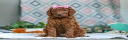 Goldendoodle dogs for sale: Bella - Ad 5
