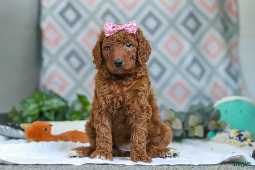 Goldendoodle dogs for sale: Bella - Ad 5