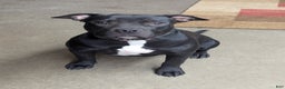 American Bully dogs for sale: American Bully Puppy 5 - Ad 1