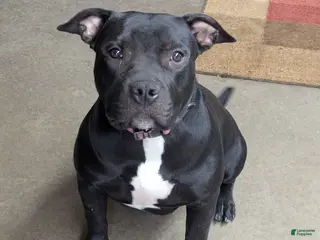 American Bully dogs American Bully Puppy 5 - Ad 20