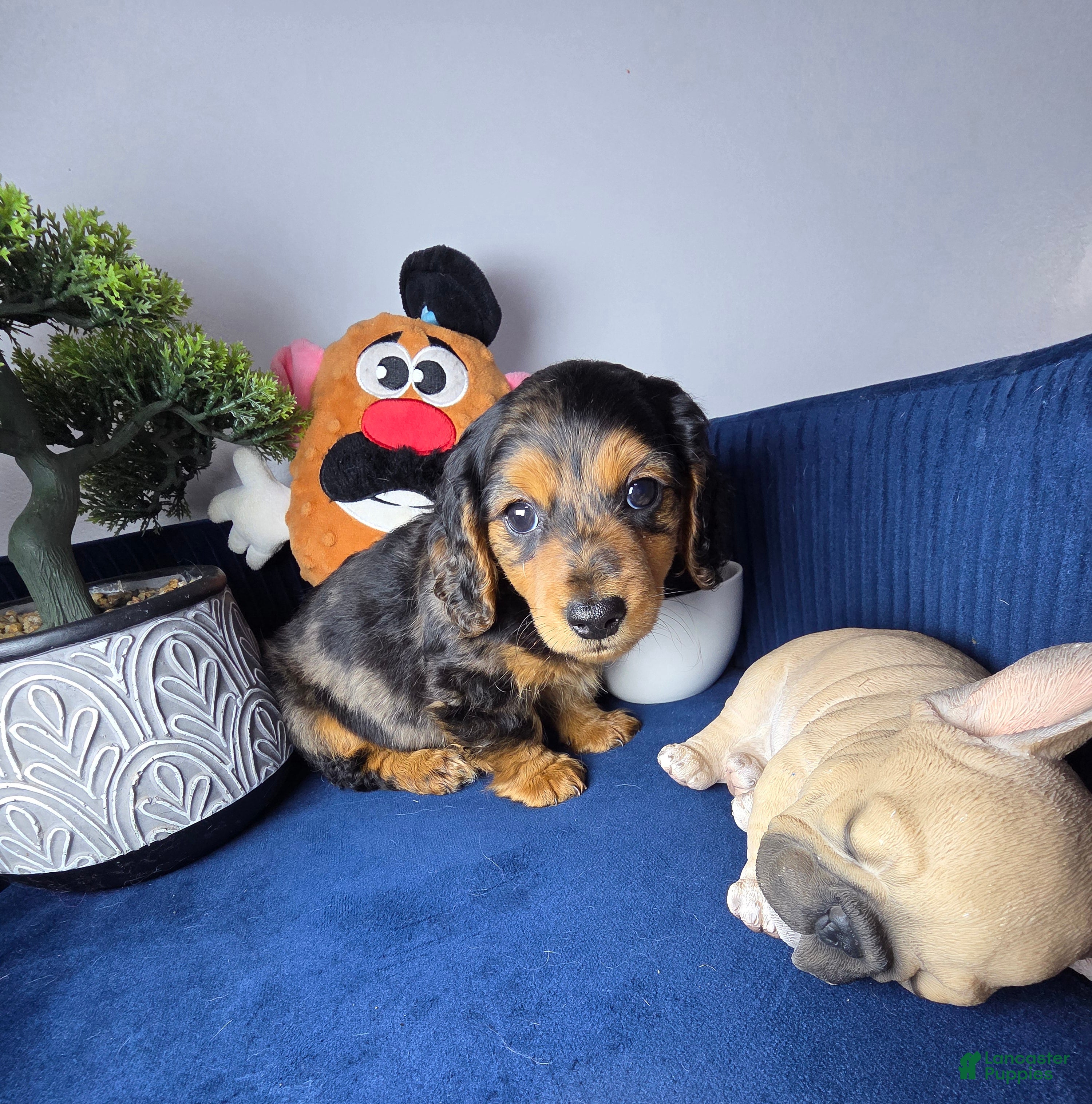 Miniature Dachshund dogs Miniature Dachshund estrella - Ad 4