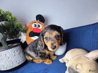 Miniature Dachshund dogs Miniature Dachshund estrella - Ad 4