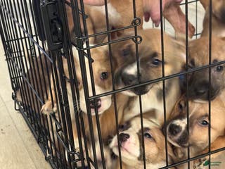 Mixed Breed dogs Mixed Breed Puppy 7 - Ad 5