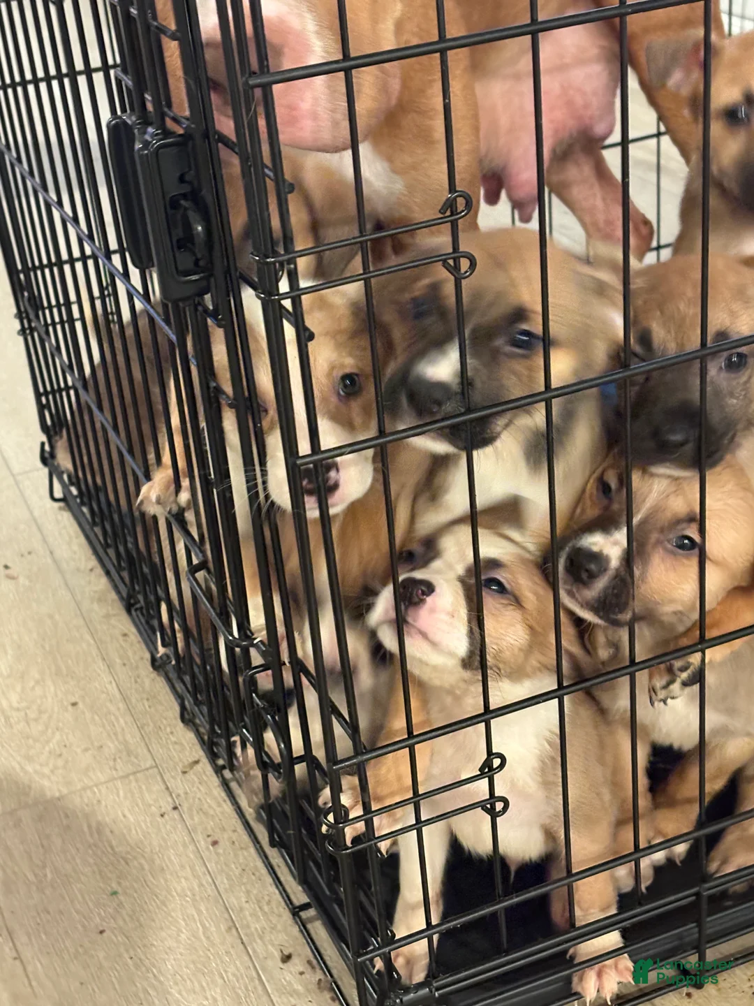 Mixed Breed dogs for sale: Mixed Breed Puppy 7 - Ad 1