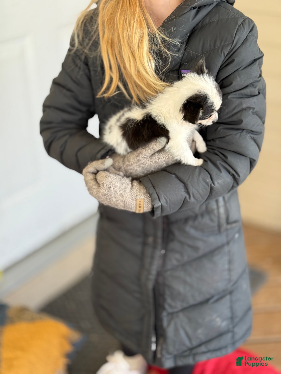 Chihuahua dogs for sale: Quest - Ad 15