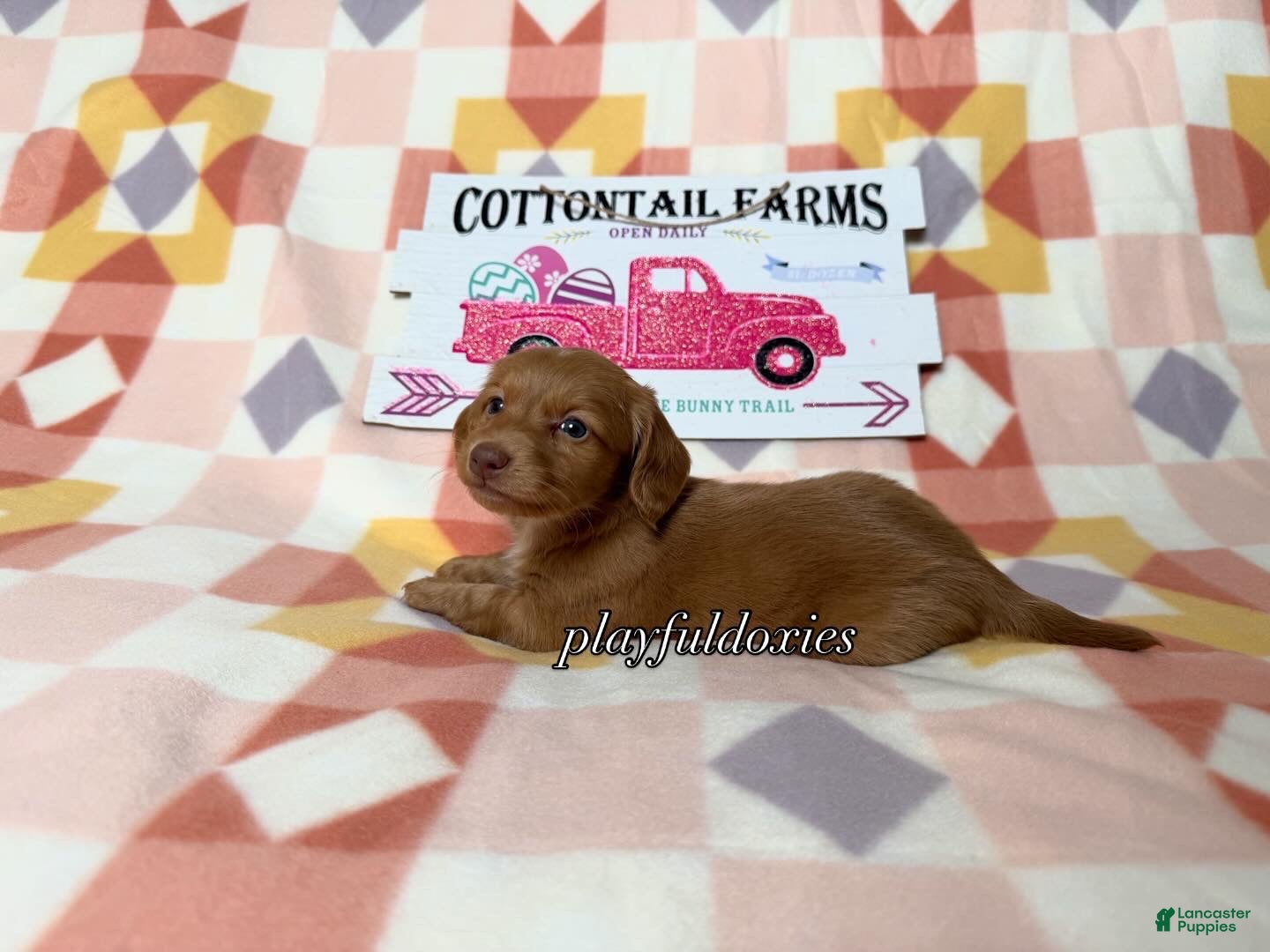 Dachshund dogs AKC Red Long Haired Female Dachshund DNA CLEAR - Ad 1