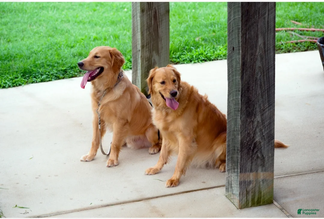Golden Retriever dogs for sale: Golden Retriever 1 - Ad 2