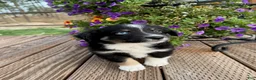 Miniature Australian Shepherd dogs for sale: Hooligan's Black Tri Male - Ad 3