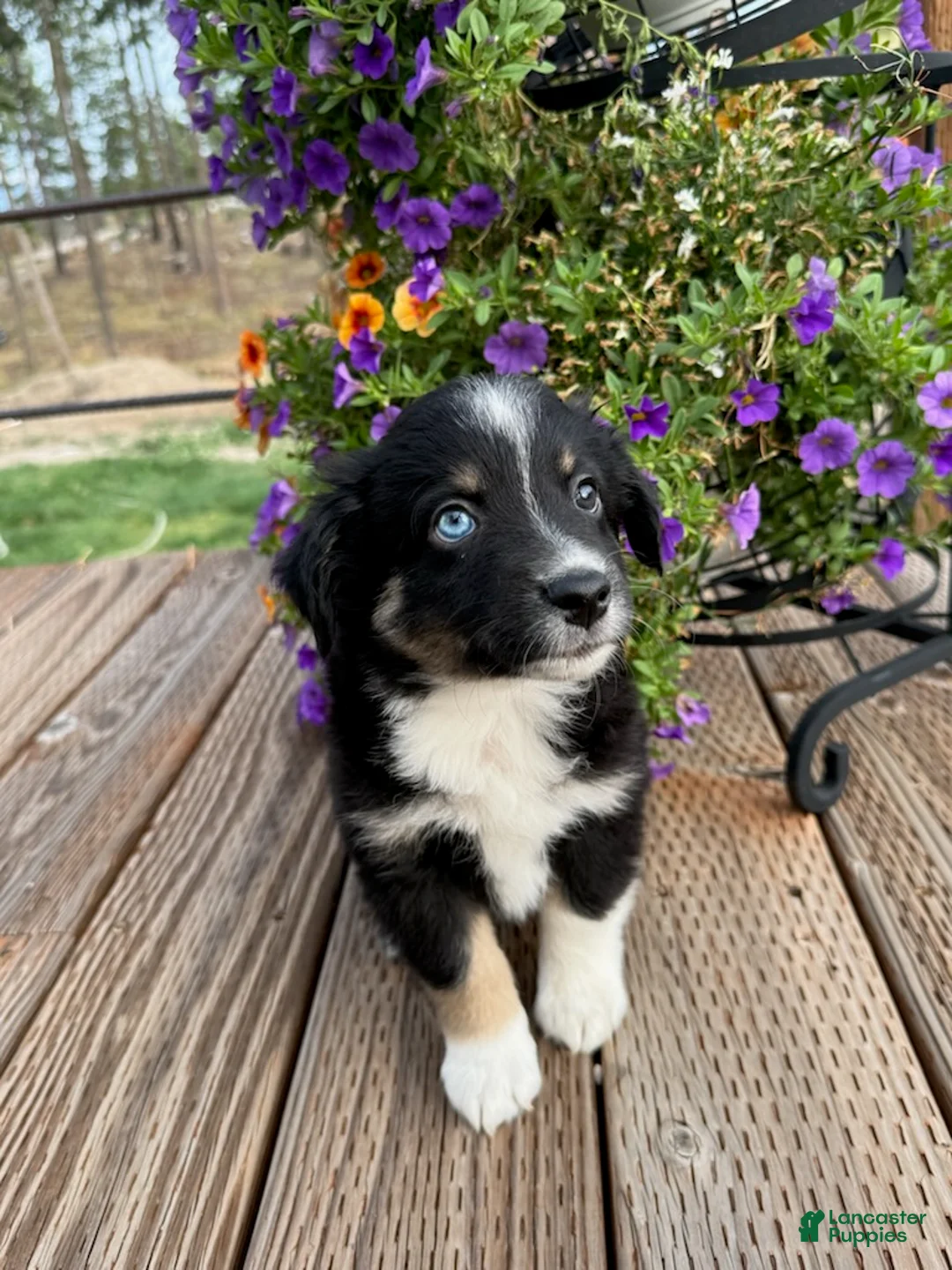Miniature Australian Shepherd dogs for sale: Hooligan's Black Tri Male - Ad 3