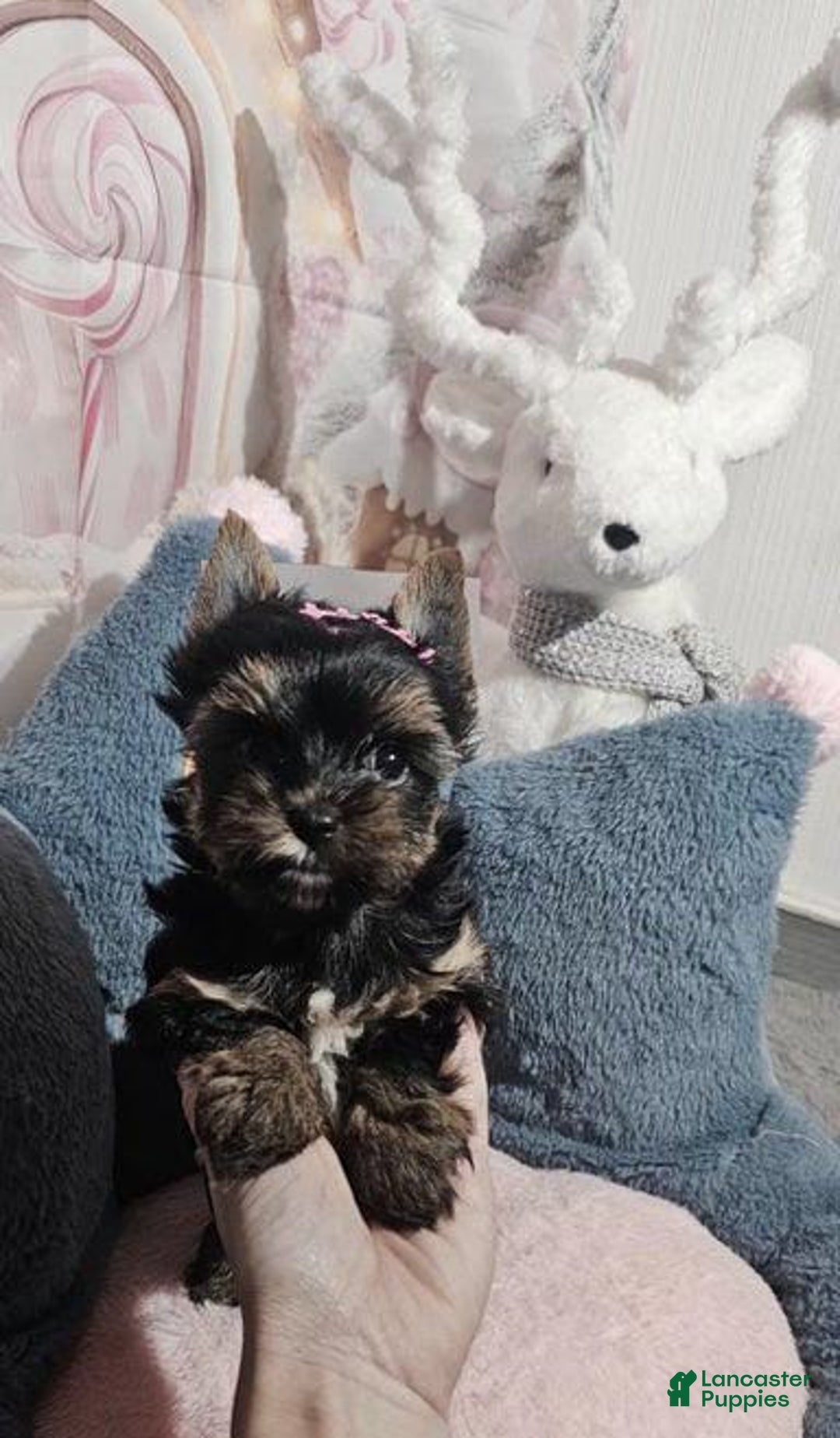 Yorkshire Terrier dogs for sale: Calvin - Ad 12