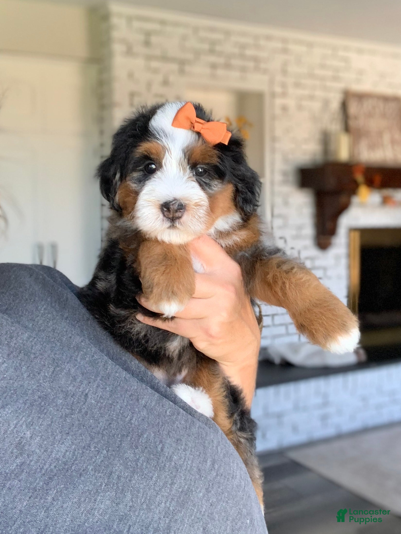 Bernedoodle dogs for sale: Maple - Ad 1