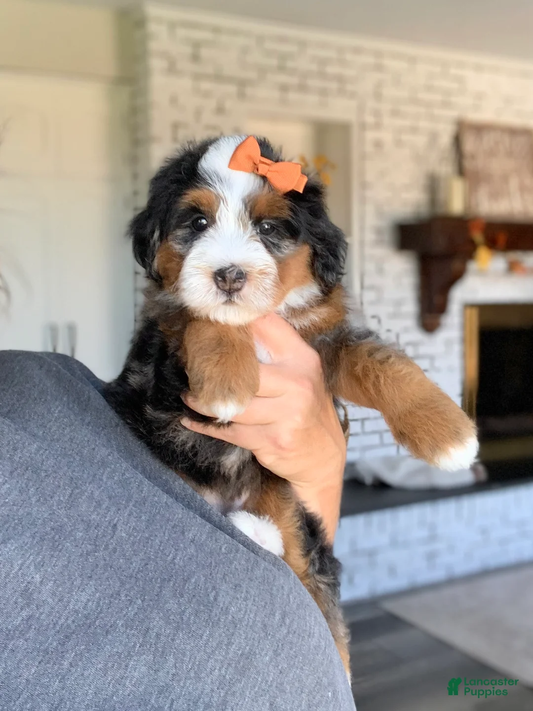 Bernedoodle dogs for sale: Maple - Ad 1