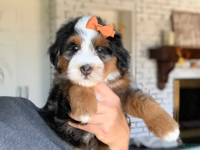 Bernedoodle dogs for sale: Maple - Ad 1