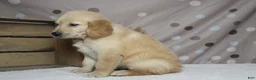 Golden Retriever dogs for sale: Pumpernickel  - Ad 6