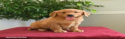 Golden Retriever dogs for sale: Taffy - Ad 5