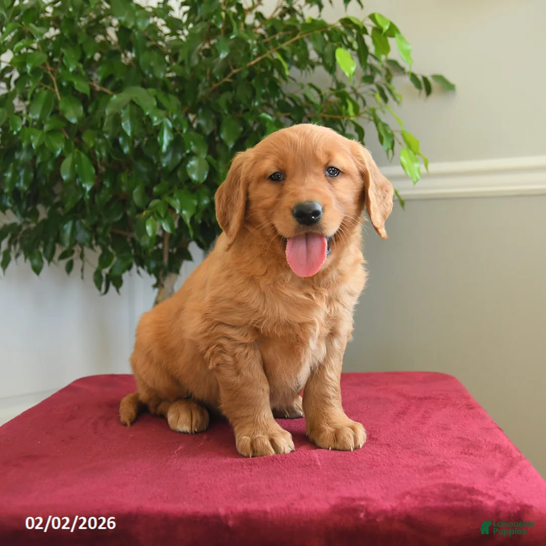 Golden Retriever dogs for sale: Taffy - Ad 5