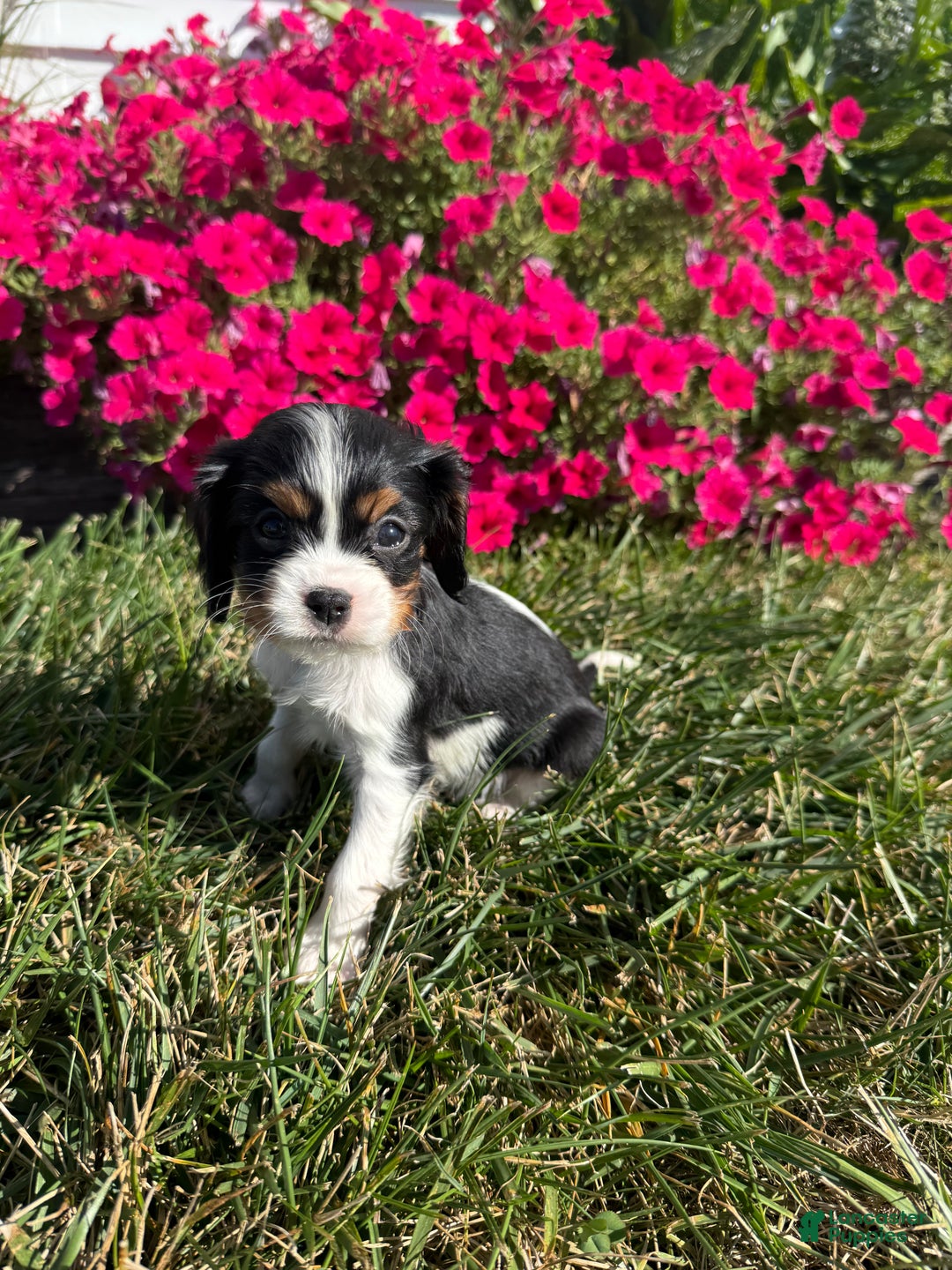 Cavalier King Charles Spaniel dogs for sale: Roscoe - Ad 11
