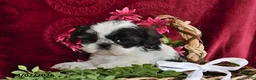 Shih Tzu dogs for sale: Arial - Ad 4