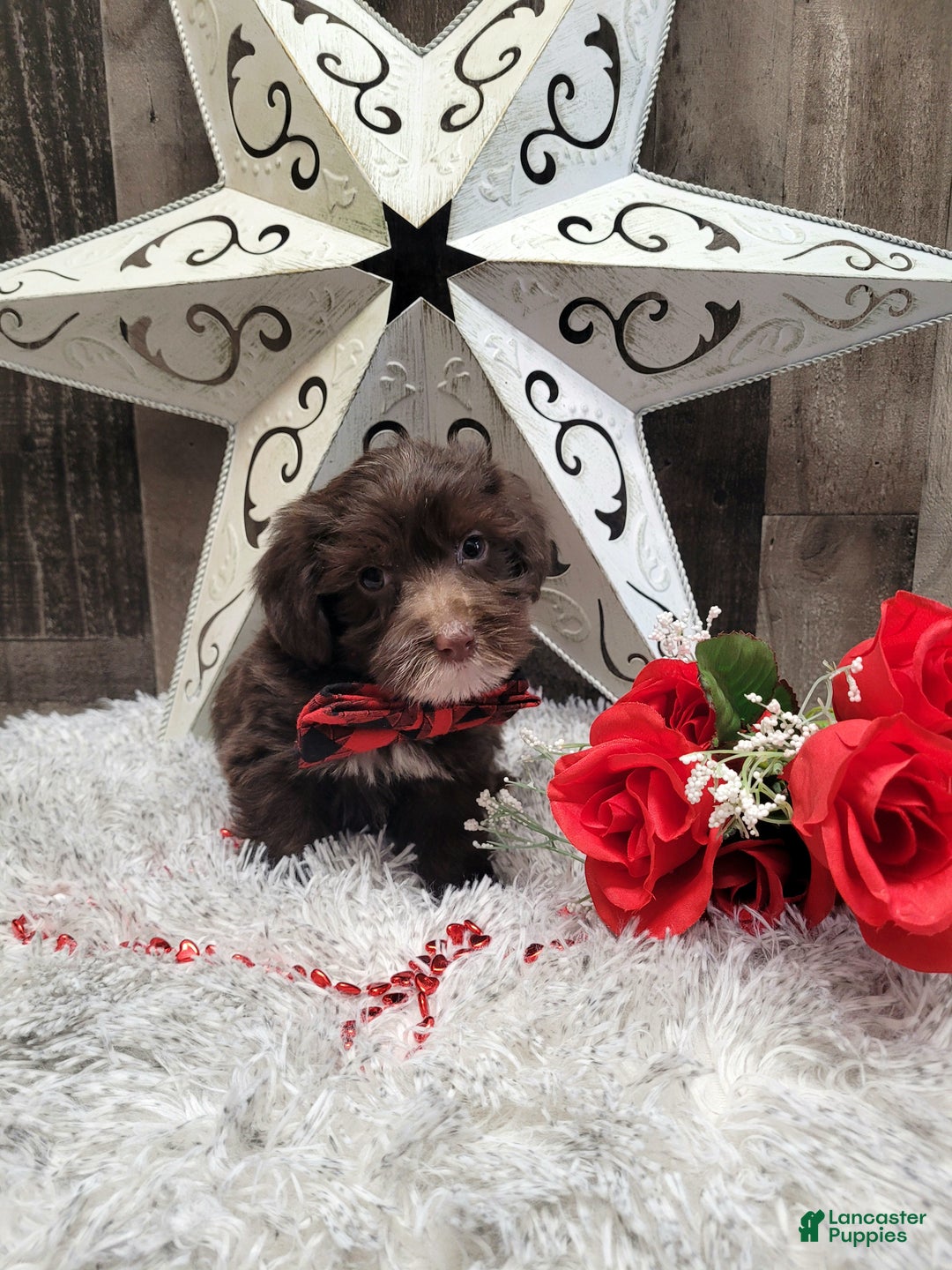 Mixed Breed dogs for sale: Brownie - Ad 4