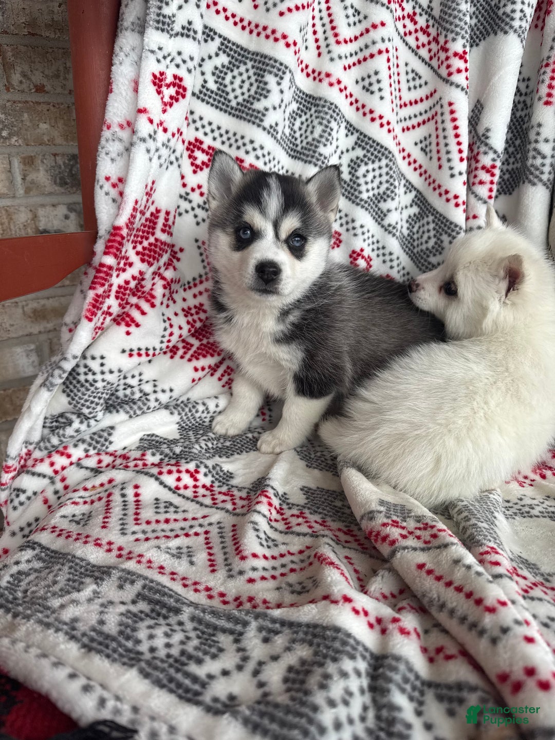 Pomsky dogs for sale: Lexi - Ad 6