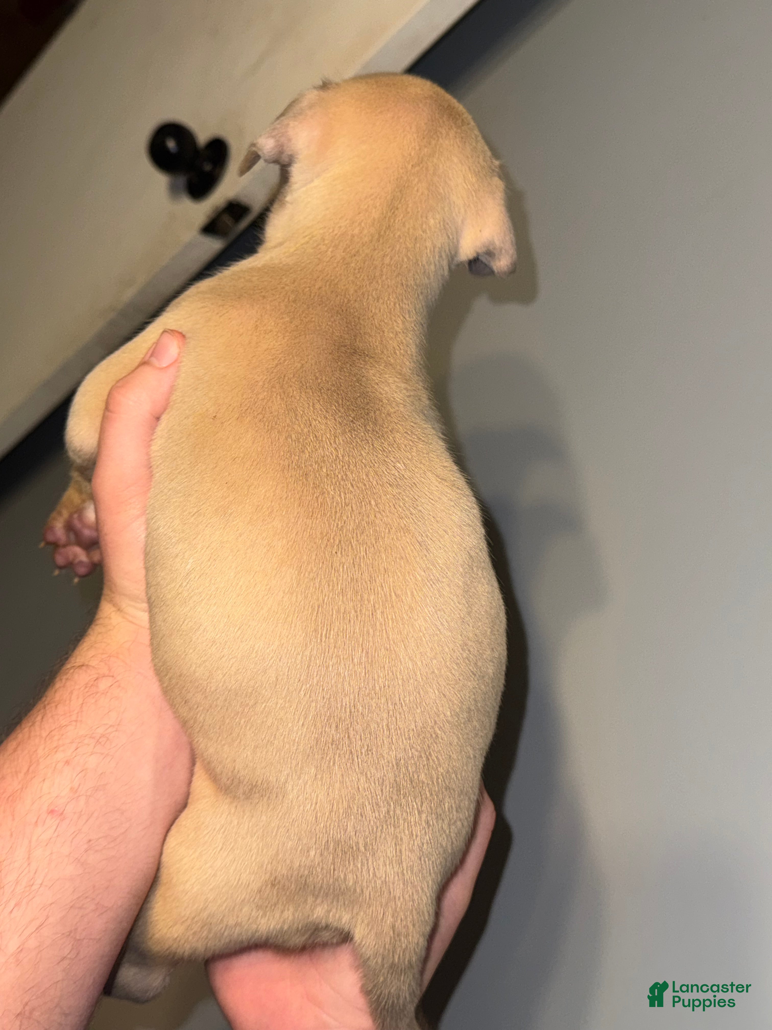 American Pit Bull Terrier dogs American Pit Bull Terrier Puppy 5 - Ad 4