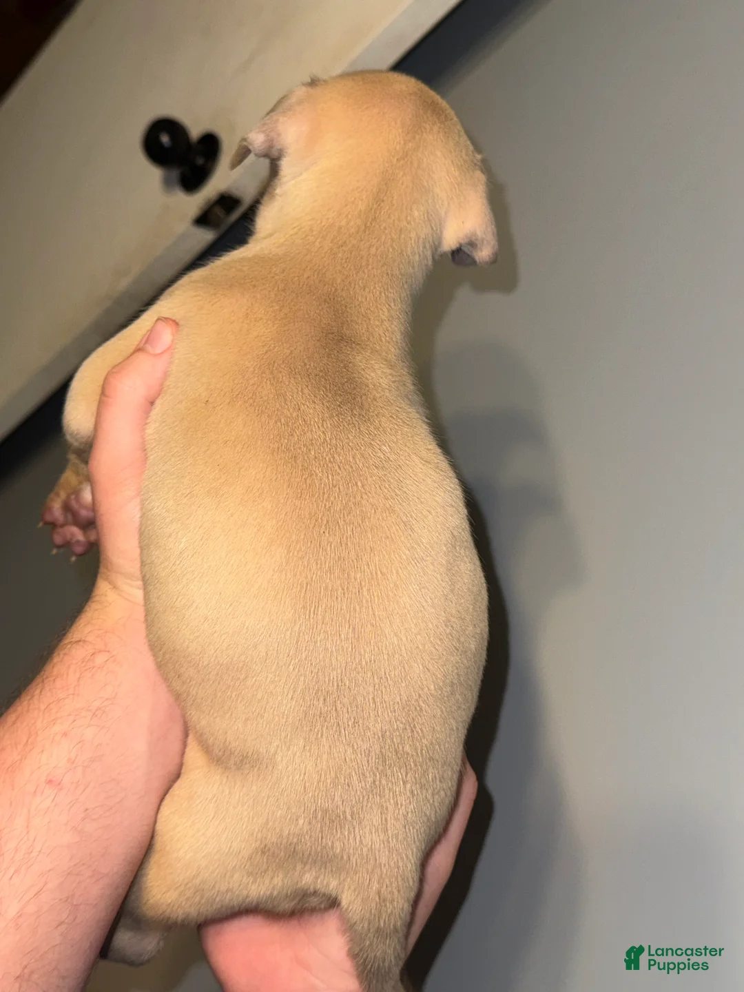 American Pit Bull Terrier dogs for sale: American Pit Bull Terrier Puppy 5 - Ad 1