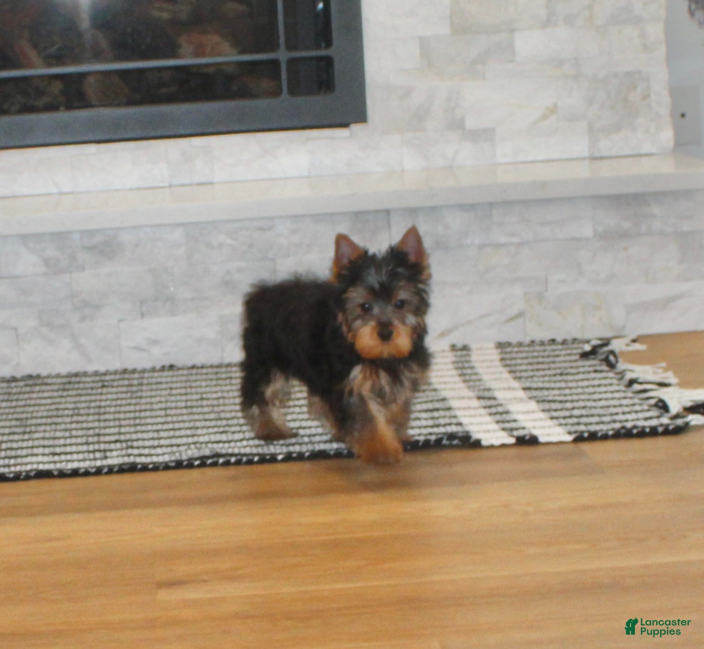 Yorkshire Terrier dogs for sale: Yorkshire Terrier Puppy 1 - Ad 2