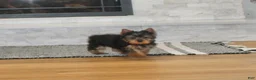 Yorkshire Terrier dogs for sale: Yorkshire Terrier Puppy 1 - Ad 1