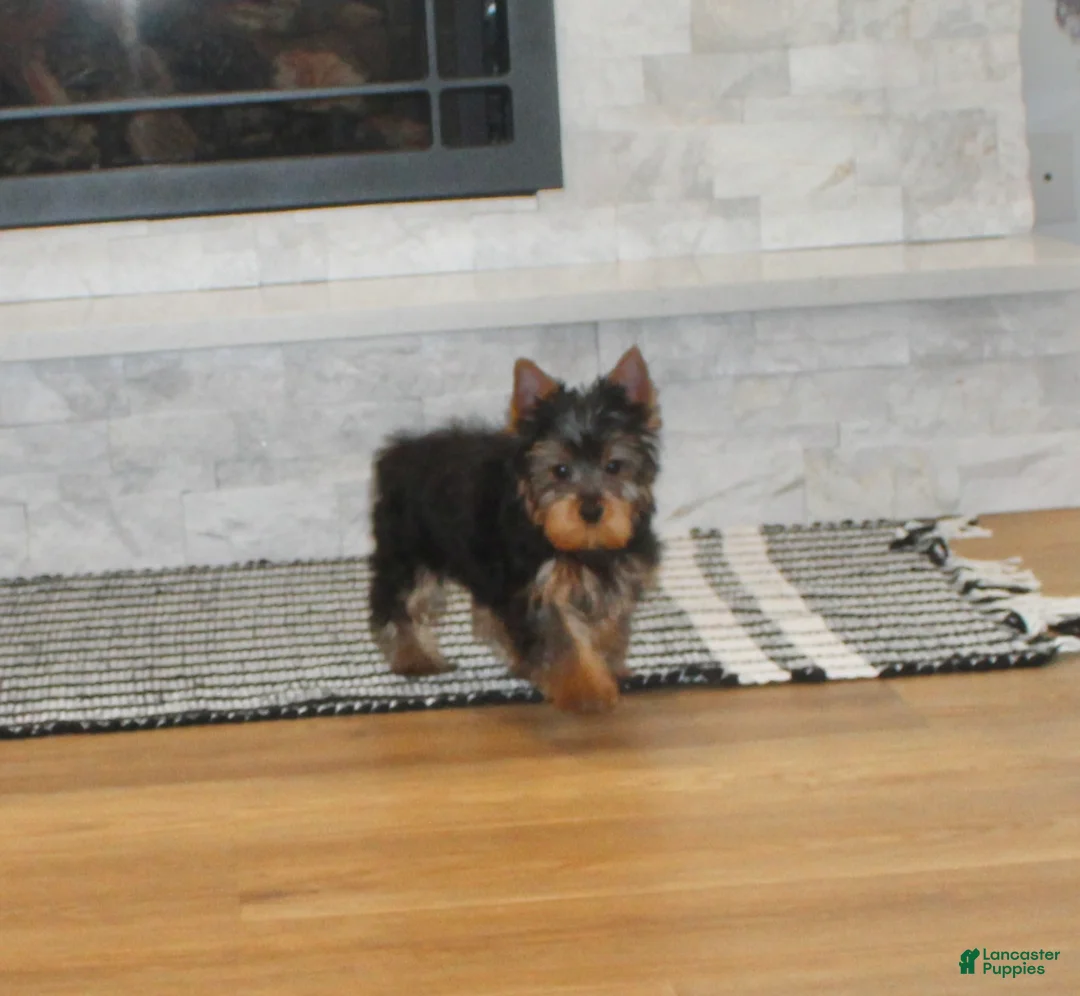 Yorkshire Terrier dogs for sale: Yorkshire Terrier Puppy 1 - Ad 1