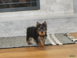 Yorkshire Terrier dogs for sale: Yorkshire Terrier Puppy 1 - Ad 2