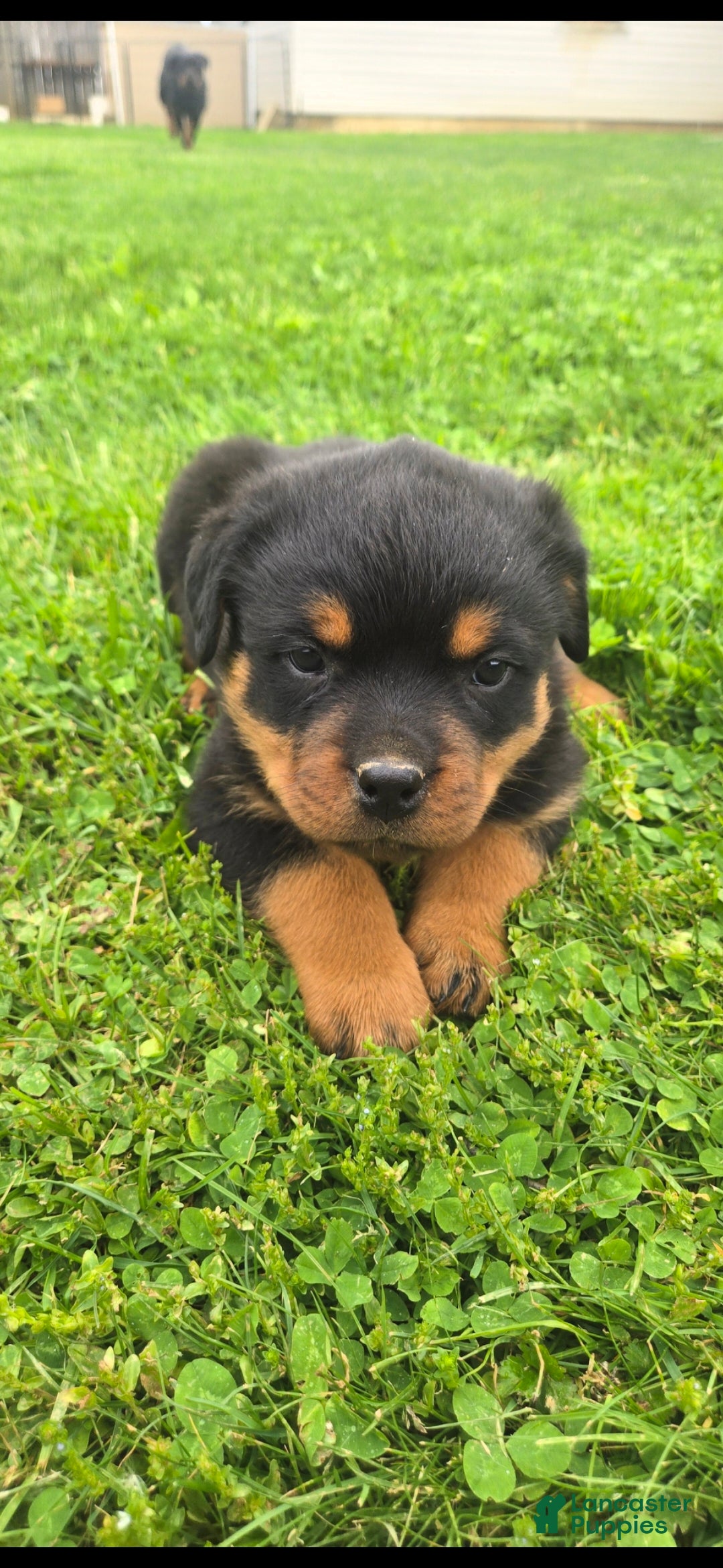 Rottweiler dogs Bingo  - Ad 1
