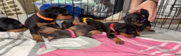 Doberman Pinscher dogs for sale: Doberman Pinscher Puppy 2 - Ad 4