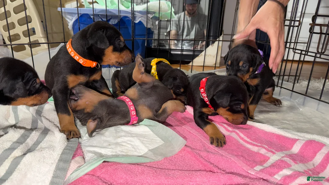 Doberman Pinscher dogs for sale: Doberman Pinscher Puppy 2 - Ad 4
