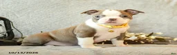 Boston Terrier dogs for sale: Caramel - Ad 3