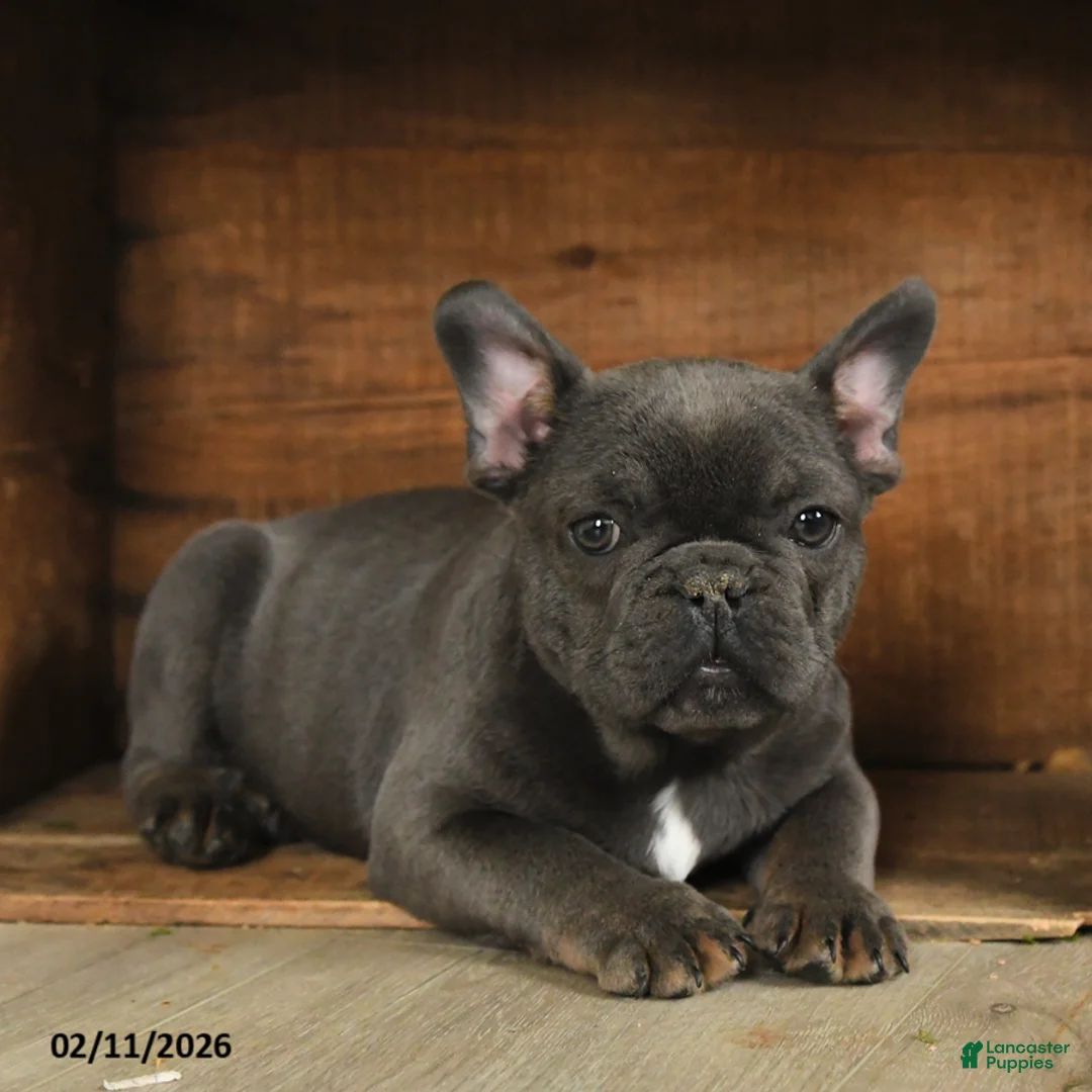 French Bulldog dogs for sale: Texas - Ad 4