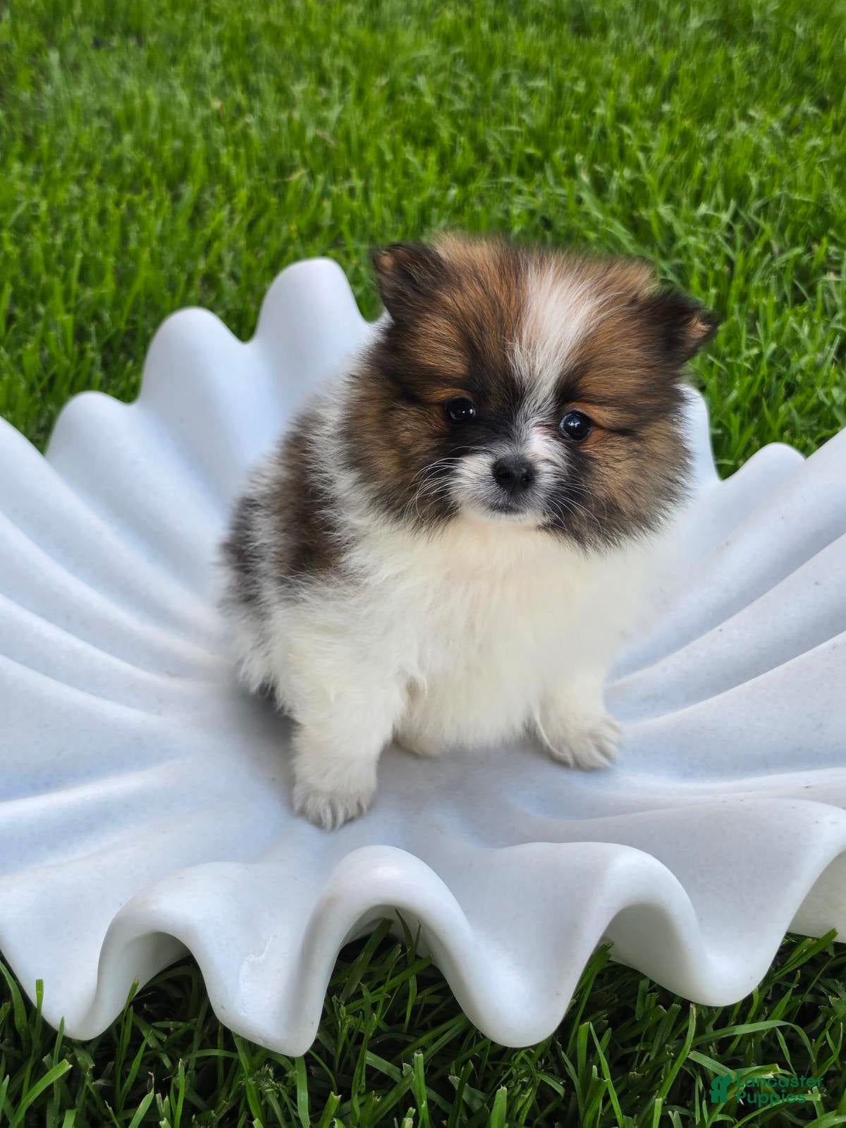Pomeranian dogs Boy 2 - Ad 1
